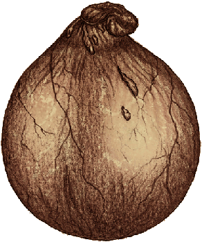 Non, ceci n’est pas une boule.